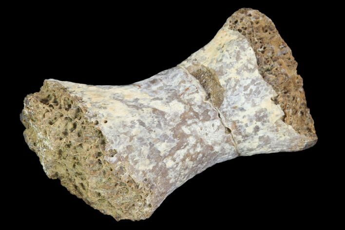 Fossil Phytosaur Toe Bone - Arizona #102446